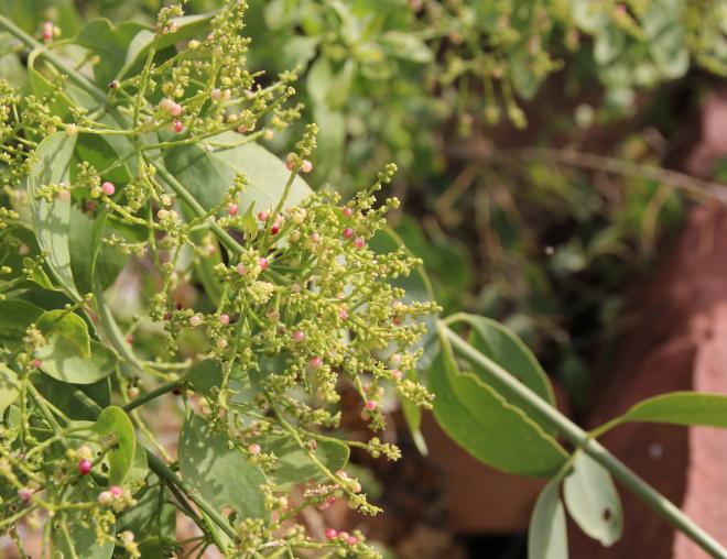 Salvadora persica flowers and fruits