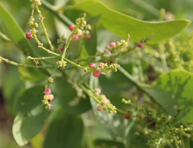 Salvadora persica flowers and fruits