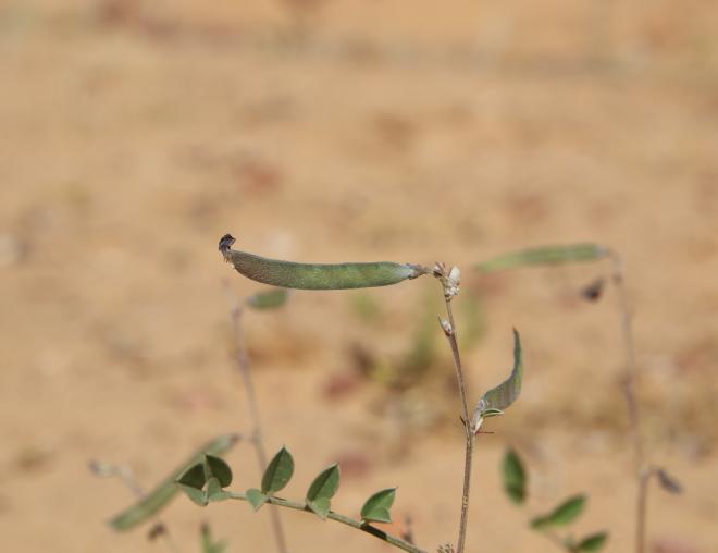 Tephrosia purpurea subsp. apollinea fruit