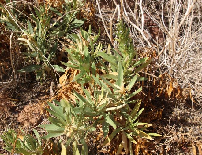 Whole plant