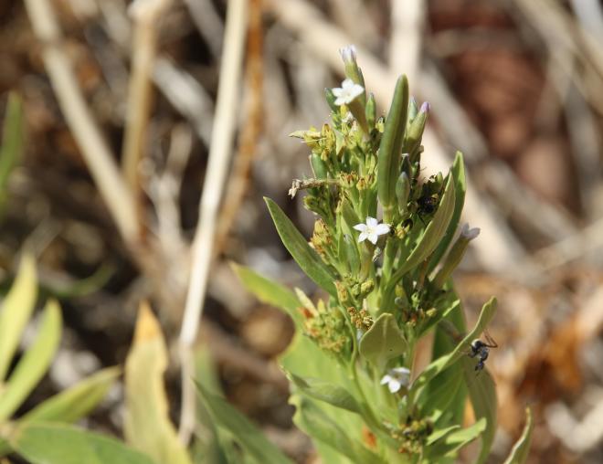 Rhazya stricta flowers