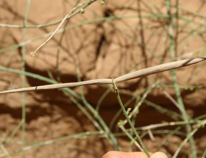 Periploca aphylla fruits