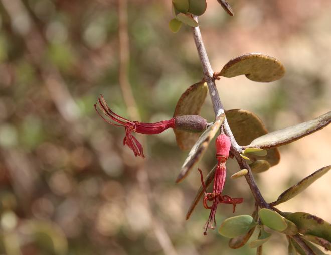 Plicosepalus acaciae flowers