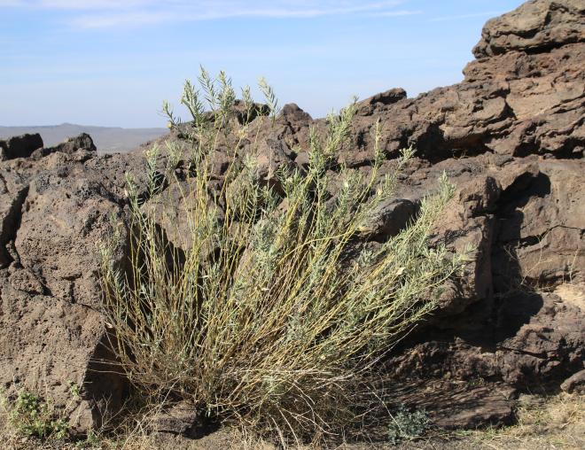 Whole plant