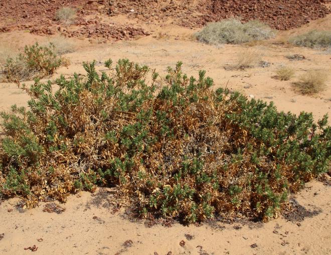 Whole plant