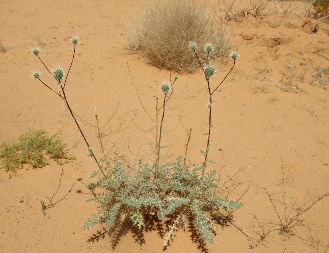 Whole plant