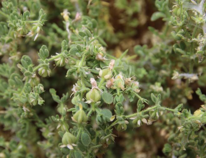 Zygophyllum molle fruits