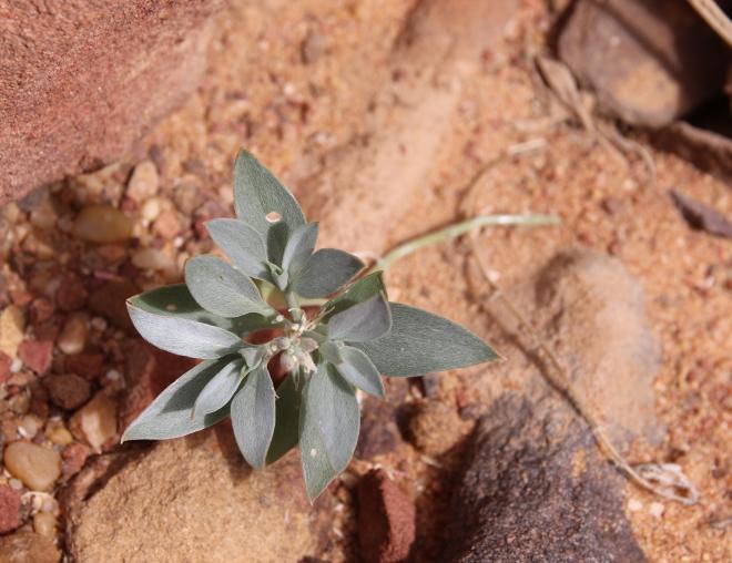 Whole plant
