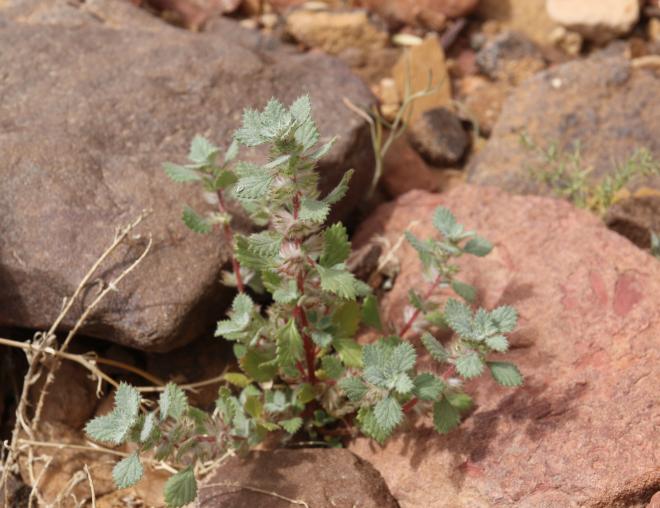 Whole plant