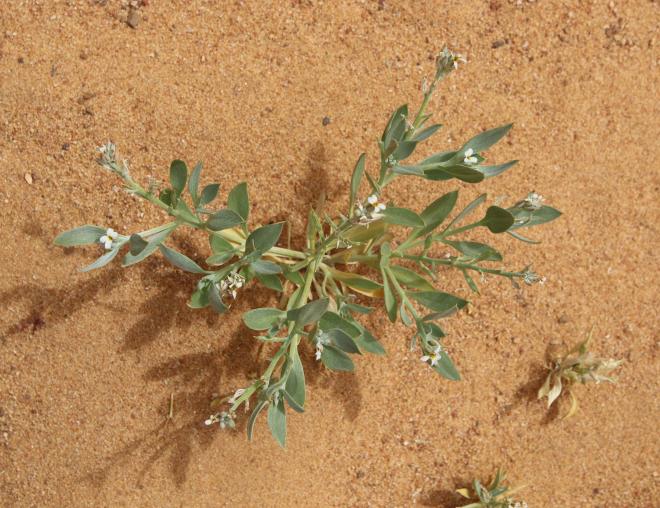 Whole plant with flowers