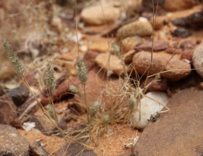 Whole plant