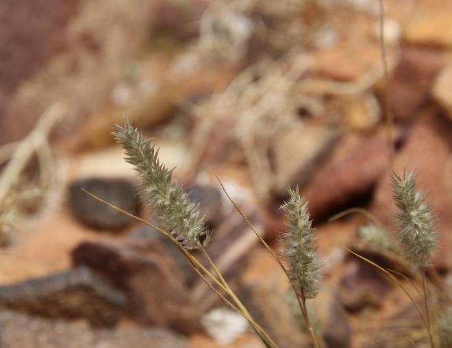 Enneapogon desvauxii fruits