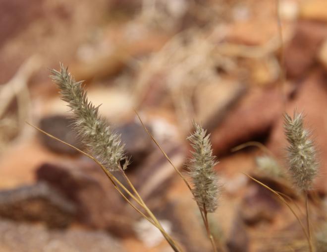 Enneapogon desvauxii fruits