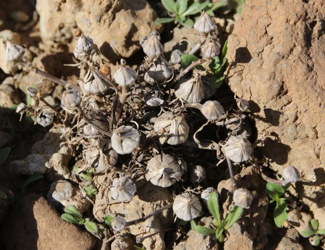 Pallenis hierochuntica fruits