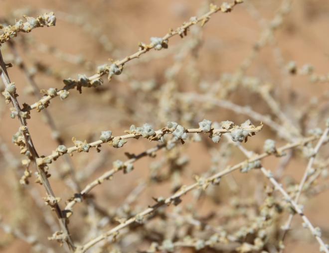 Traganum nudatum leaves