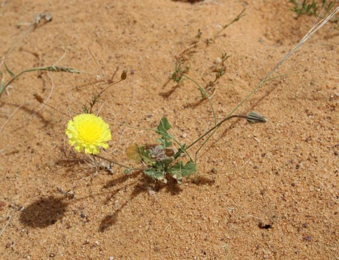 Whole plant