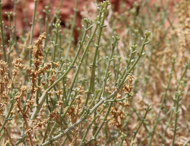 Leaves of Anabasis setifera