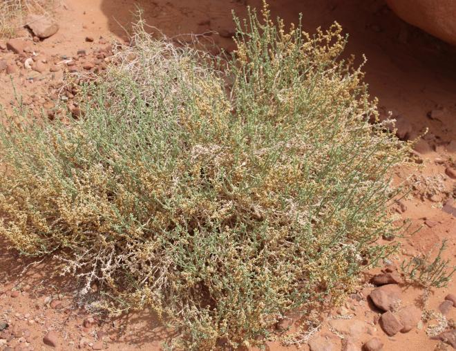 Whole plant