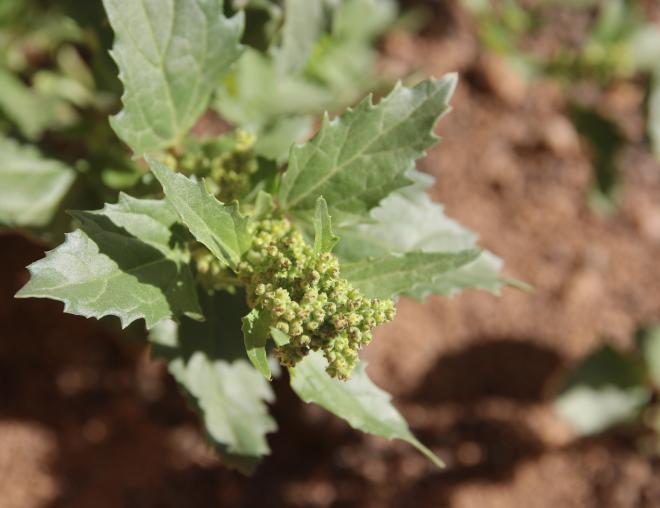 Chenopodiastrum murale leaves and fruits