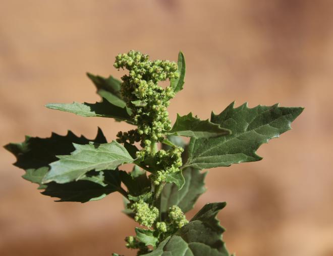 Chenopodiastrum murale leaves and flowers