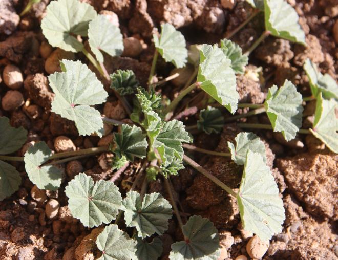 Whole plant