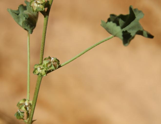 Malva parviflora fruit