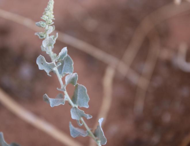 Atriplex turcomanica leaves