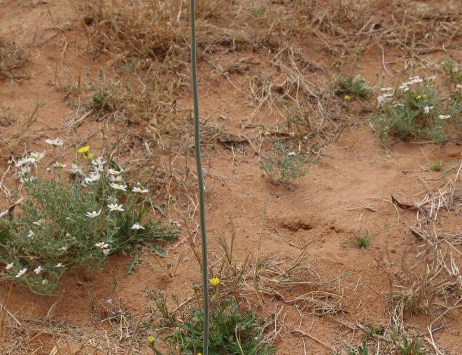 Whole plant