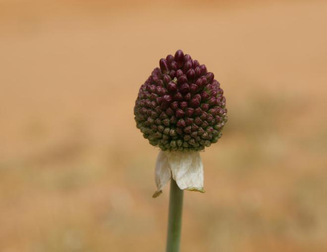 Flowers of Allium atroviolaceum