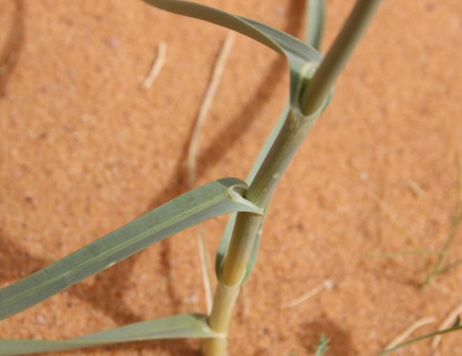 Leaves of Allium atroviolaceum