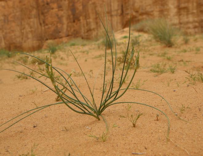 Whole plant