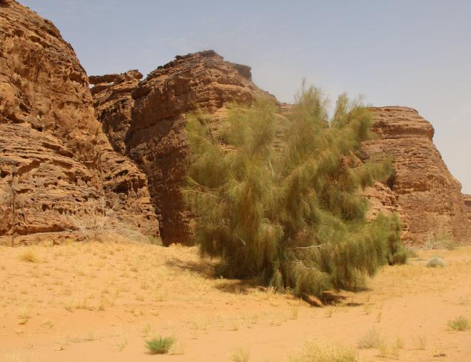 Whole plant