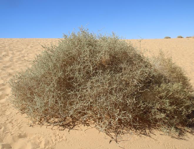 Whole plant