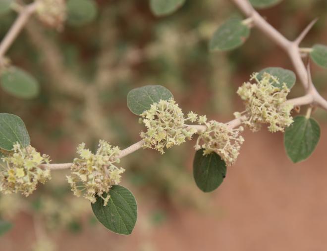 Ziziphus nummularia flowers