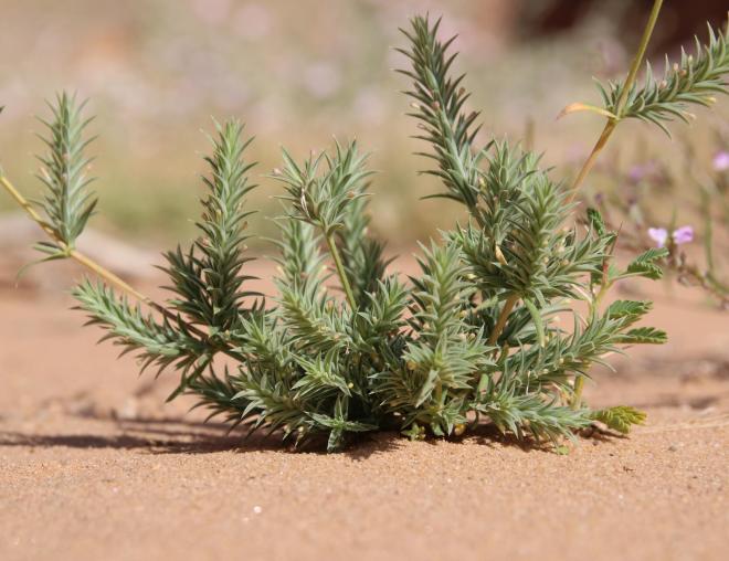 Whole plant