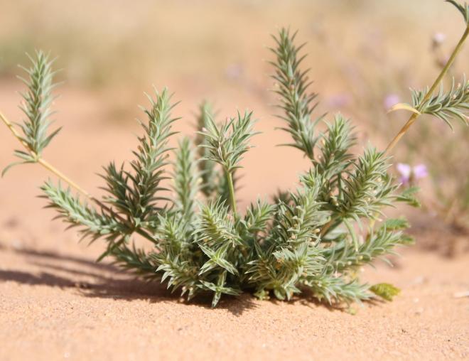 Whole plant