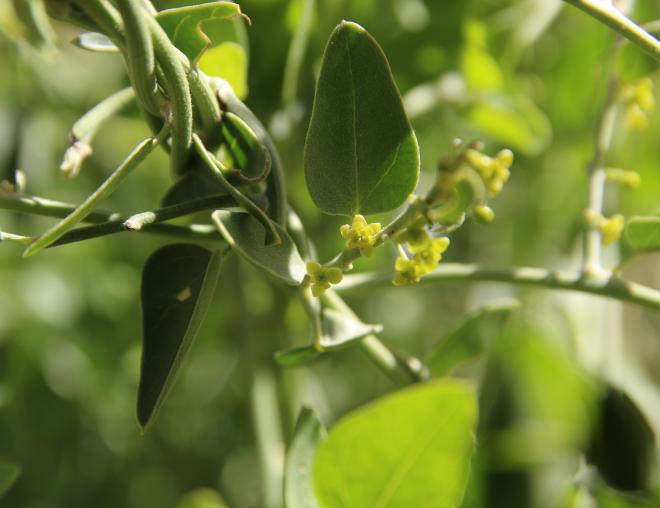 Cebatha pendula leaf and flower