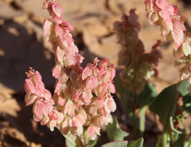 Rumex vesicarius fruits
