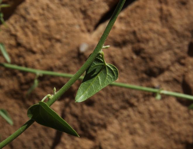 Cebatha pendula leaves