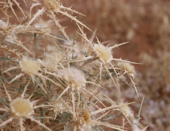 Atractylis carduus flowers