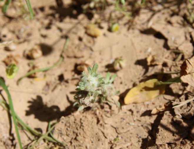 Whole plant
