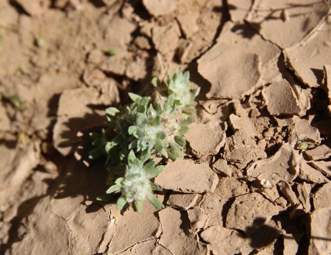 Whole plant
