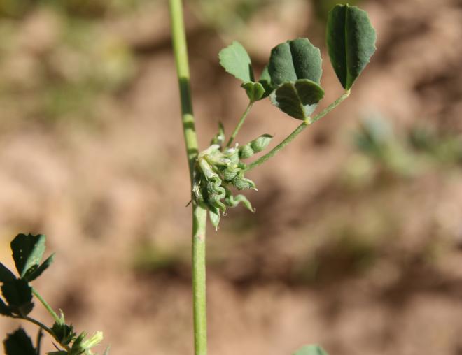Trigonella anguina fruits