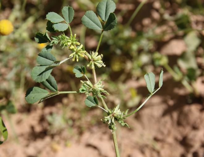 Trigonella anguina leaves, flowers and fruits