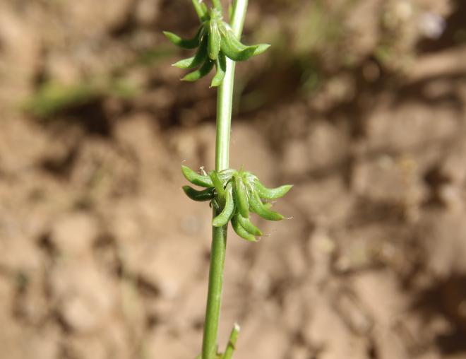 Trigonella glabra fruits