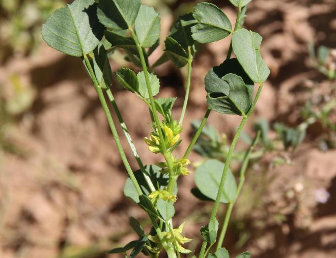 Trigonella glabra