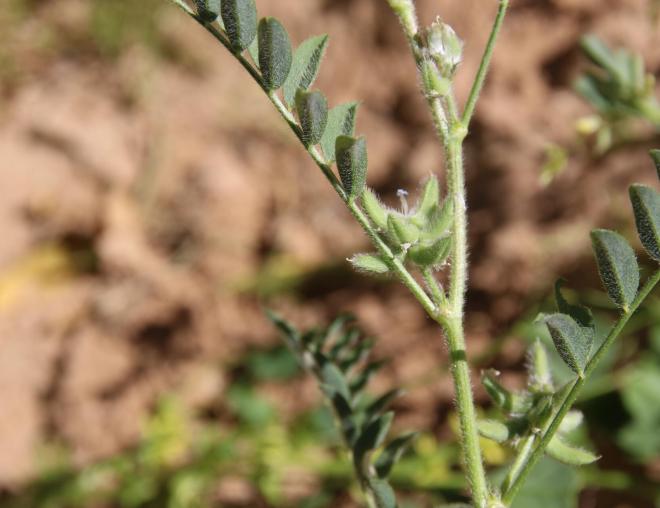 Astragalus tribuloides fruits and leaves