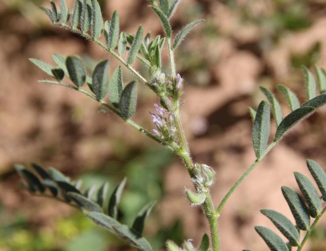 Astragalus tribuloides fruits and leaves