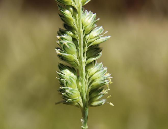 Phalaris minor flowers