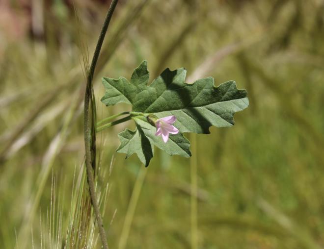 Convolvulus fatmensis leaf